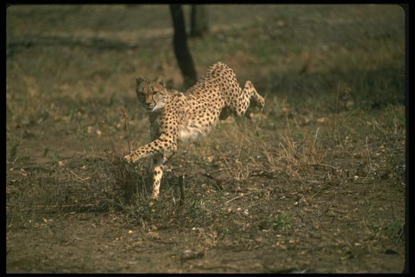 134001 Cheetah Running A4 Photo Print