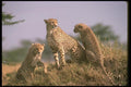 134002 Cheetah Trio Skylined On Hill A4 Photo Print