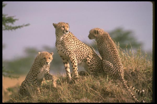 134002 Cheetah Trio Skylined On Hill A4 Photo Print