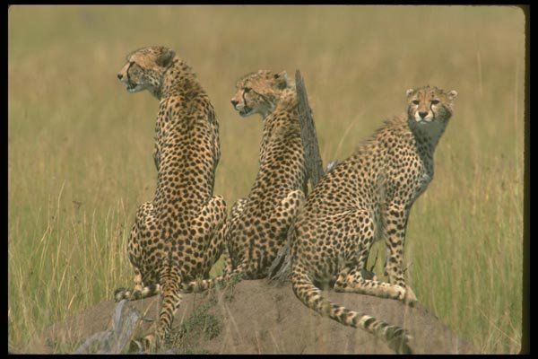 134003 Cheetah Trio On Rock A4 Photo Print