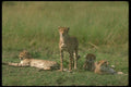 134004 Cheetahs Relaxing On An Open Savana A4 Photo Print