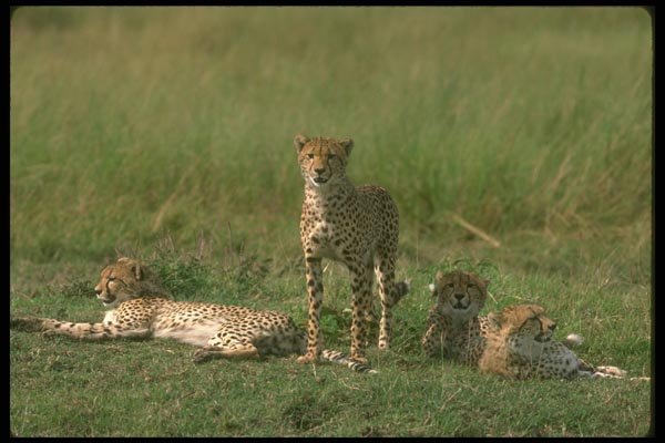 134004 Cheetahs Relaxing On An Open Savana A4 Photo Print