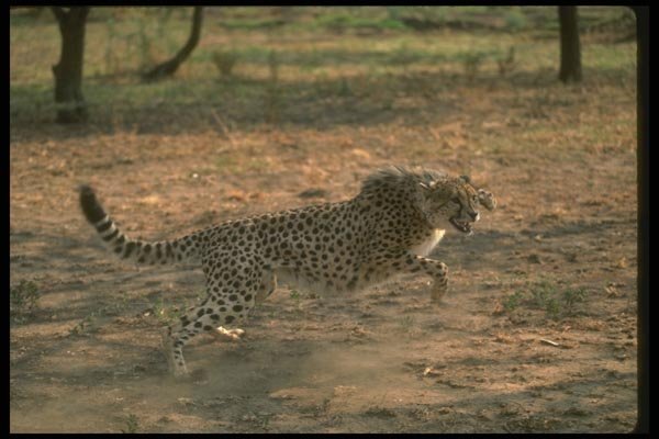134005 Cheetah Attacking A4 Photo Print