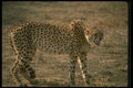 134006 Cheetah Snarling A4 Photo Print