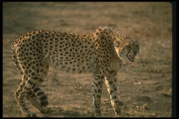 134006 Cheetah Snarling A4 Photo Print