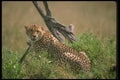134007 Cheetah A4 Photo Print