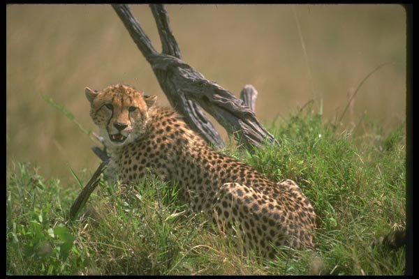134007 Cheetah A4 Photo Print