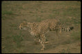 134008 Cheetah Running A4 Photo Print