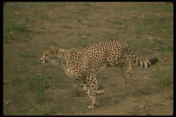 134008 Cheetah Running A4 Photo Print