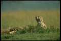 134009 Cheetah Yawning A4 Photo Print
