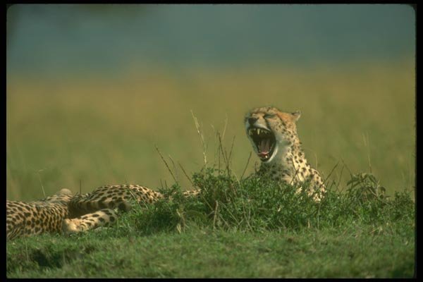 134009 Cheetah Yawning A4 Photo Print