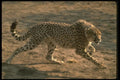 134010 Cheetah Running A4 Photo Print