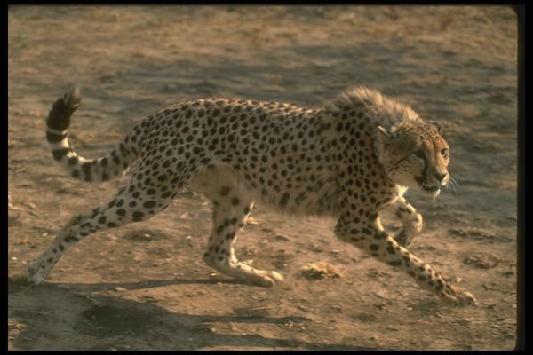 134010 Cheetah Running A4 Photo Print