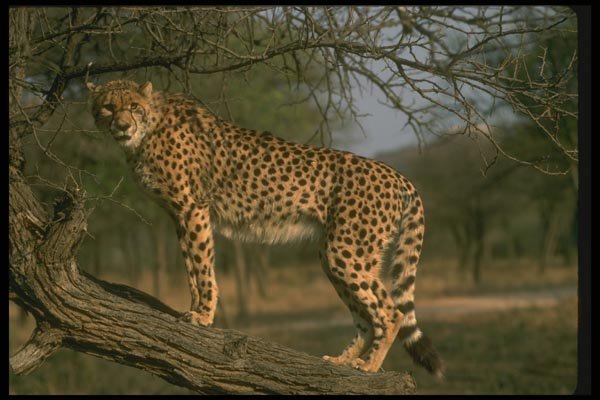134011 Cheetah In A Tree A4 Photo Print