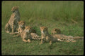 134012 Cheetahs Relaxing On An Open Savanna A4 Photo Print