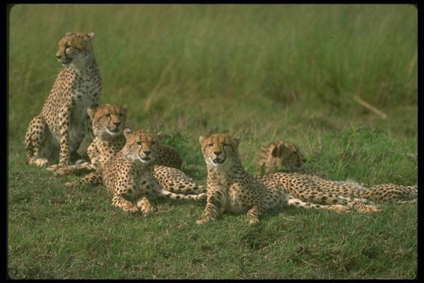134012 Cheetahs Relaxing On An Open Savanna A4 Photo Print