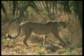 134013 Cheetah, Backlit A4 Photo Print