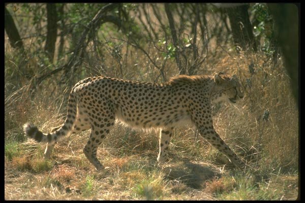 134013 Cheetah, Backlit A4 Photo Print