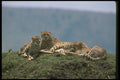 134014 Cheetah Trio Skylined On A Hill A4 Photo Print