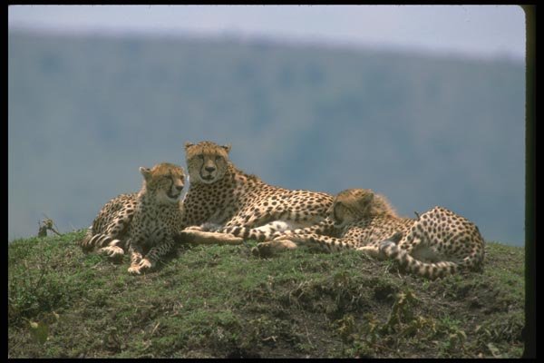 134014 Cheetah Trio Skylined On A Hill A4 Photo Print