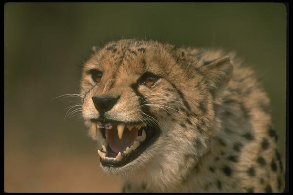 134015 Cheetah Headshot A4 Photo Print