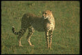 134016 Cheetah Standing On An Open Savanna A4 Photo Print