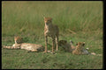 134017 Cheetahs Relaxing On An Open Savanna A4 Photo Print