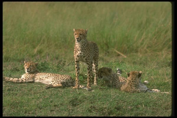 134017 Cheetahs Relaxing On An Open Savanna A4 Photo Print