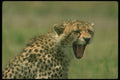 134018 Cheetah Head Shot A4 Photo Print