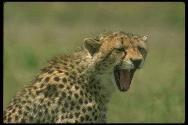 134018 Cheetah Head Shot A4 Photo Print