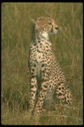 134019 Cheetah Sitting A4 Photo Print