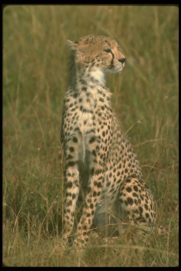 134019 Cheetah Sitting A4 Photo Print