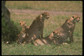 134020 Cheetahs Relaxing On The Savanna A4 Photo Print