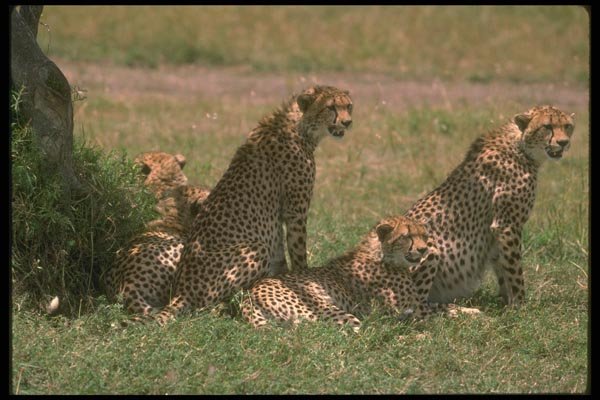 134020 Cheetahs Relaxing On The Savanna A4 Photo Print