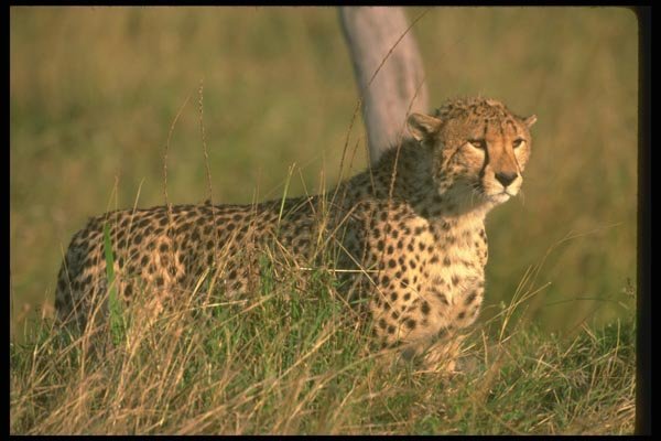 134021 Cheetah A4 Photo Print