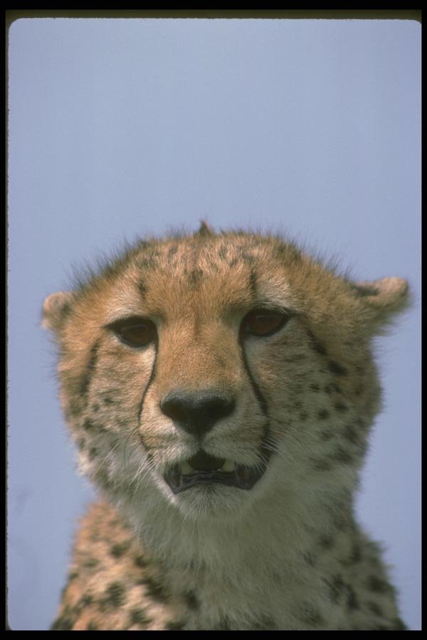 134022 Cheetah Head Shot A4 Photo Print