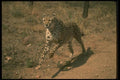 134023 Cheetah Running A4 Photo Print