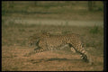 134024 Cheetah Running A4 Photo Print