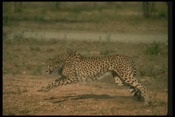 134024 Cheetah Running A4 Photo Print