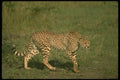 134025 Cheetah Ready To Hunt A4 Photo Print