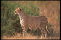 134026 Cheetah A4 Photo Print