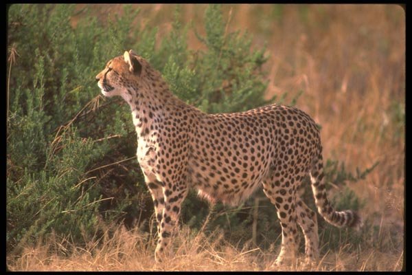 134026 Cheetah A4 Photo Print