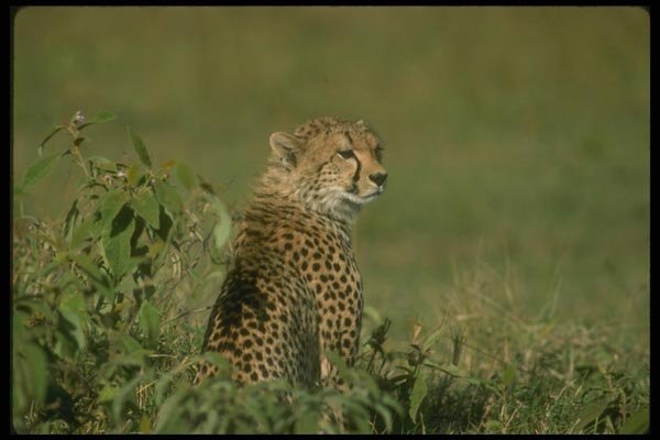 134027 Cheetah Sitting A4 Photo Print