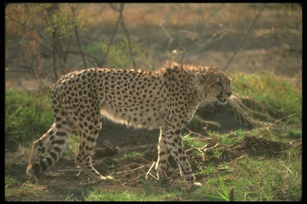 134028 Cheetah Backlit A4 Photo Print