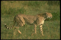 134029 Cheetah Moving Across African Savanna A4 Photo Print