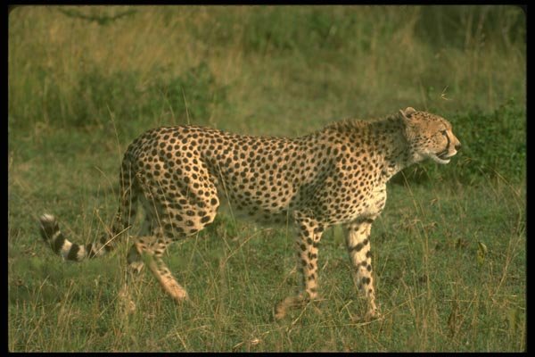 134029 Cheetah Moving Across African Savanna A4 Photo Print