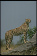 134030 Cheetah Skylined On Log A4 Photo Print