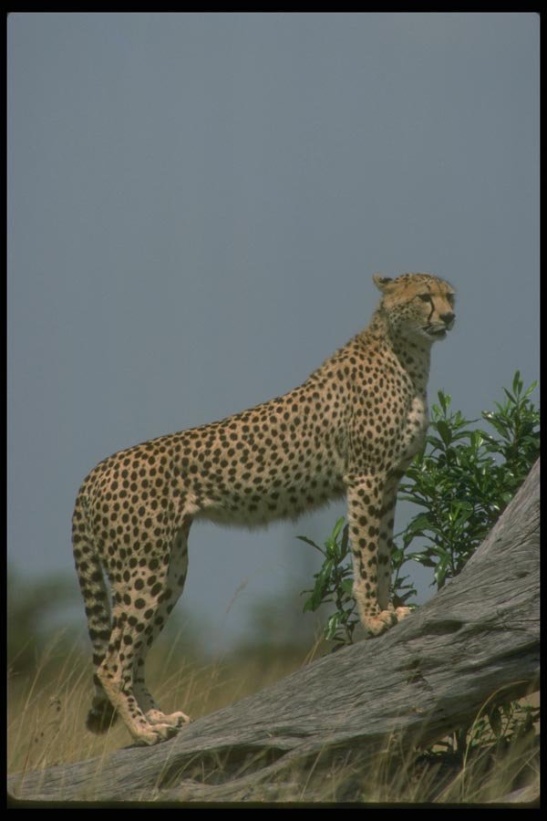 134030 Cheetah Skylined On Log A4 Photo Print