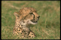 134031 Cheetah Head Shot A4 Photo Print