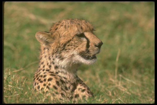 134031 Cheetah Head Shot A4 Photo Print
